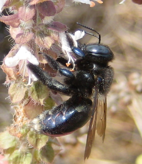 Xylocopa micans (Southern Carpenter Bee)