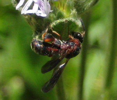Leucospis affinis