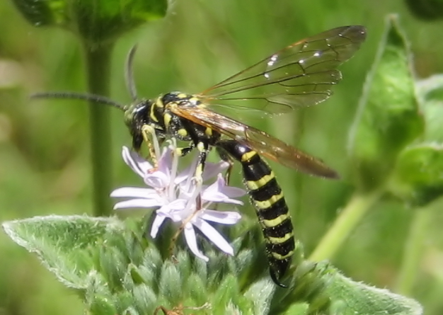Myzinum quinquecinctum (Five-banded Thynnid Wasp)