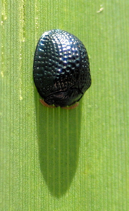 Hemisphaerota cyanea (Palmetto Tortoise Beetle)