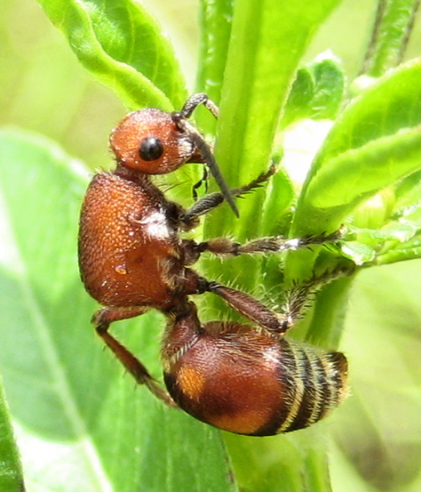 Mutillidae (Velvet Ants)