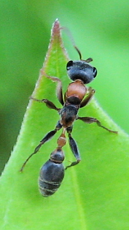 Pseudomyrmex gracilis (Graceful Twig Ant)