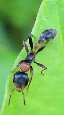 Pseudomyrmex gracilis (Graceful Twig Ant)