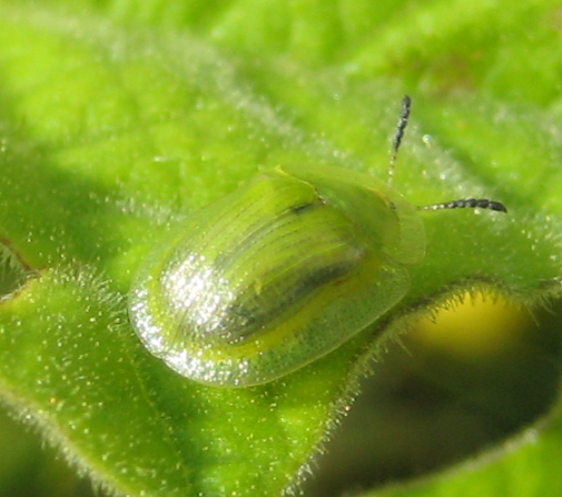 Chrysomelidae (Leaf Beetles)