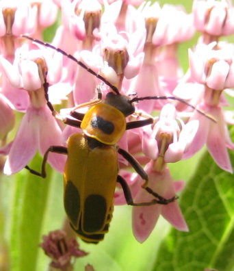 Chauliognathus pensylvanicus (Goldenrod Soldier Beetle)