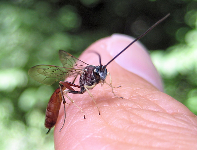 Ichneumonidae (Ichneumon Wasps)