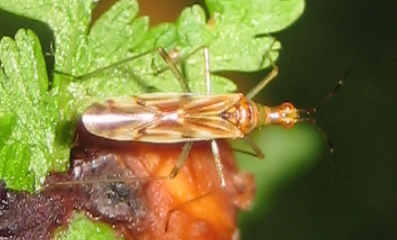 Dicyphus famelicus