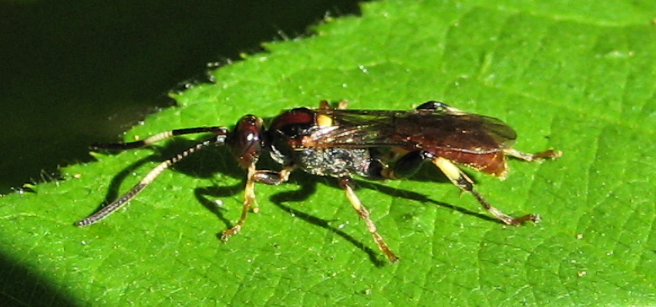 Ichneumonidae (Ichneumon Wasps)