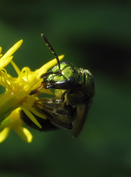 Halictidae (Sweat Bees)