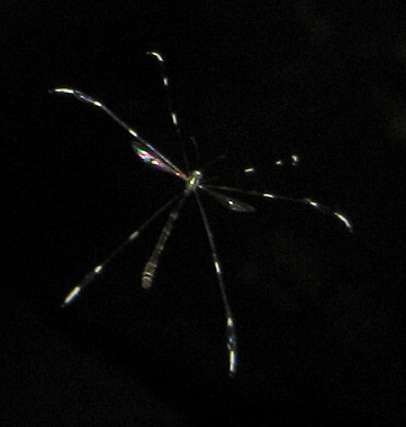 Bittacomorpha clavipes (Phantom Crane Fly)