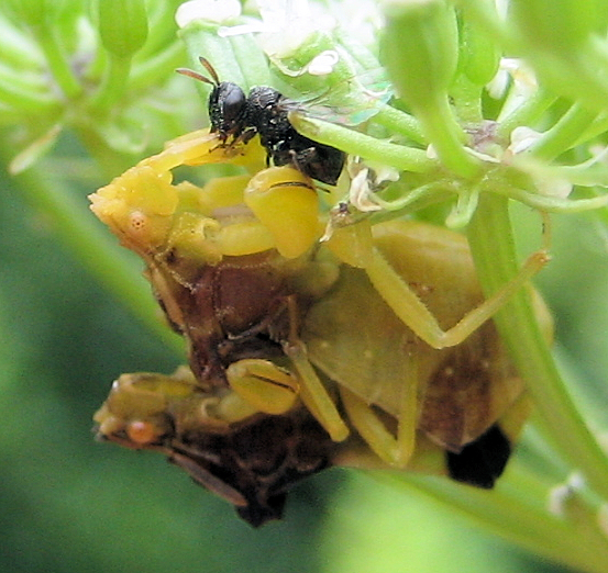 Genus Phymata (Jagged Ambush Bugs)