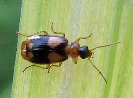 Genus Lebia (Colorful Foliage Ground Beetles)