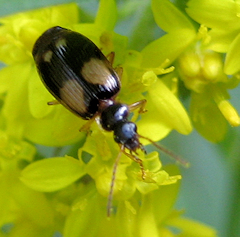 Genus Lebia (Colorful Foliage Ground Beetles)
