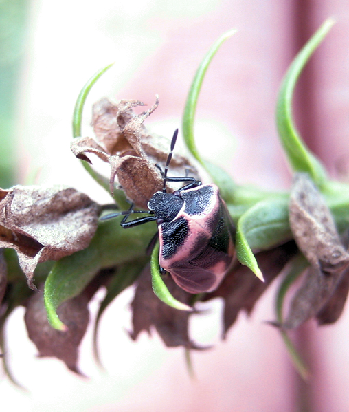 Cosmopepla lintneriana (Twice-stabbed Stink Bug)