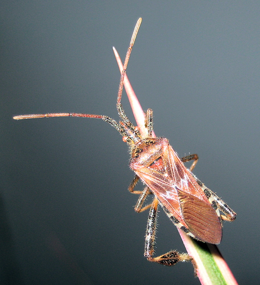 Leptoglossus occidentalis (Western Conifer Seed Bug)