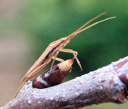 Hemiptera (True Bugs, Cicadas, Hoppers, Aphids and Allies)