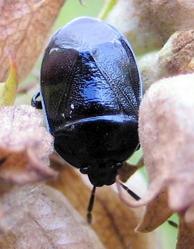 Sehirus cinctus (White-margined Burrower Bug)