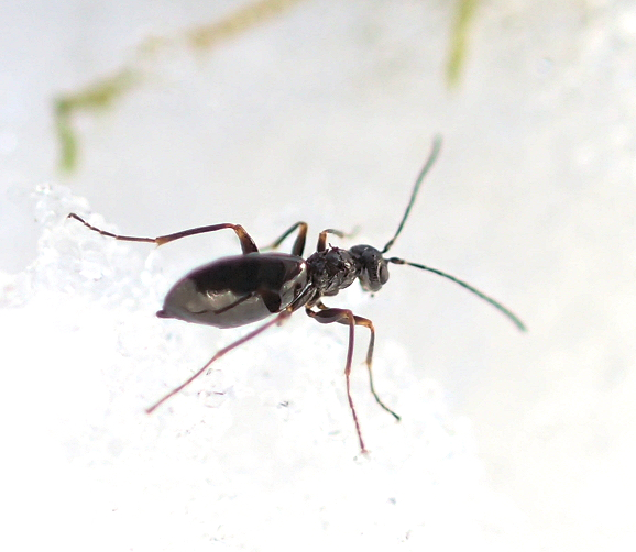 Cynipidae (Gall Wasps)