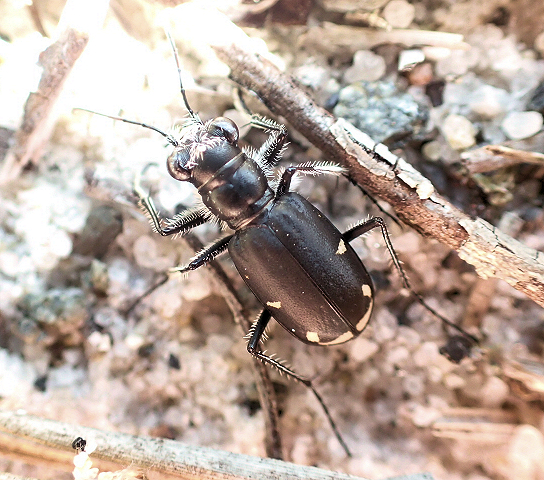 Cicindela scutellaris (Festive Tiger Beetle)