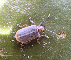 Galerucella nymphaeae (Water-lily Beetle)