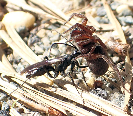 Pompilidae (Spider Wasps)