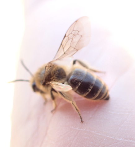 Genus Colletes (Cellophane bees)