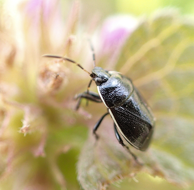 Sehirus cinctus (White-margined Burrower Bug)