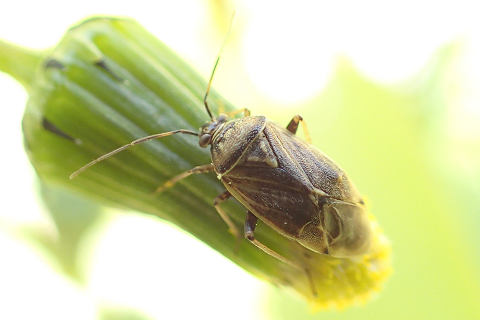 Lygus lineolaris (Tarnished Plant Bug)