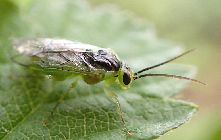 Tenthredinidae (Common Sawflies)