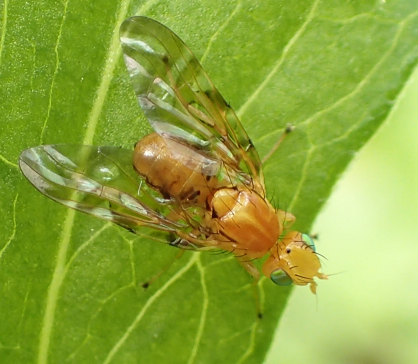 Tephritidae (Fruit Flies)