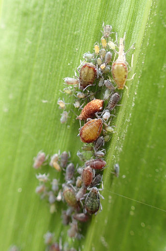 Aphididae (Aphids)