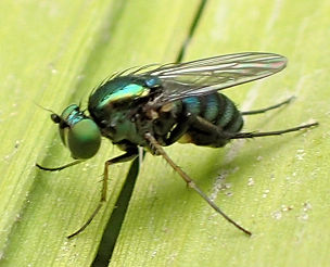 Diptera (Flies)
