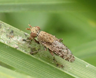 Sciomyzidae (Marsh Flies)