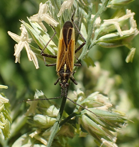 Leptopterna dolabrata (Meadow Plant Bug)