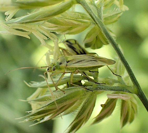 Stenotus binotatus (Two-spotted Grass Bug)