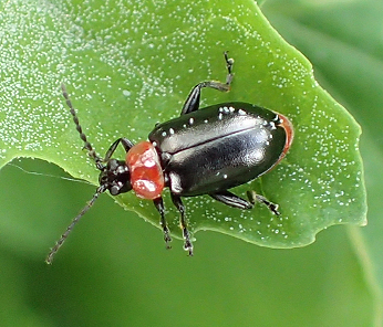 Disonycha xanthomelas (Spinach Flea Beetle)