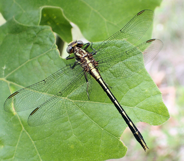 Odonata (Dragonflies and Damselflies)