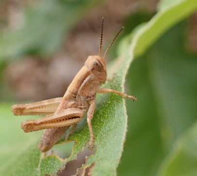 Acrididae (Short-horned Grasshoppers)