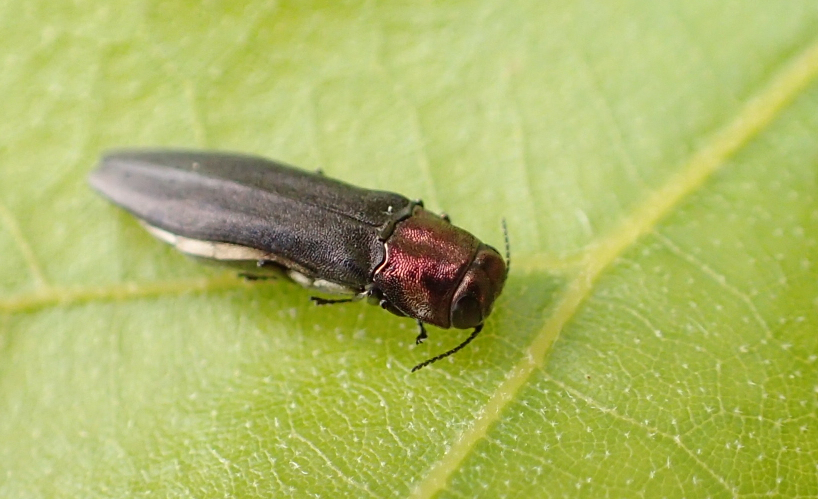 Agrilus ruficollis (Red-necked Cane Borer)