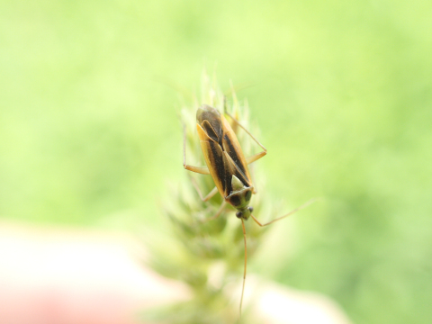 Stenotus binotatus (Two-spotted Grass Bug)