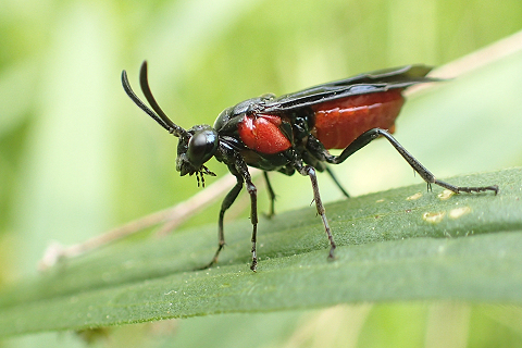 Arge humeralis (Poison Ivy Sawfly)