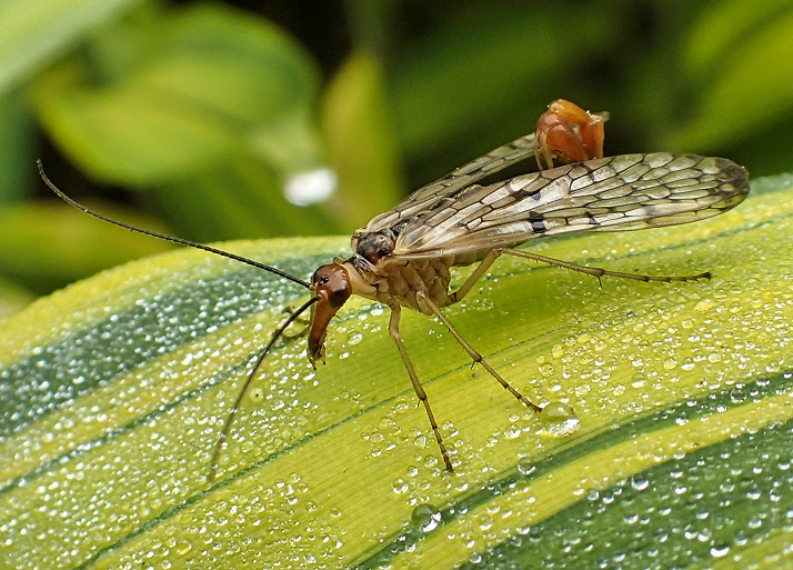 Panorpidae (Common Scorpionflies)