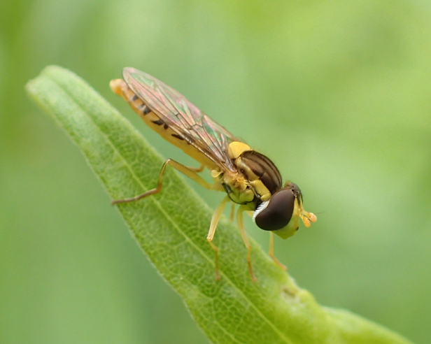 Syrphidae (Syrphid Flies)