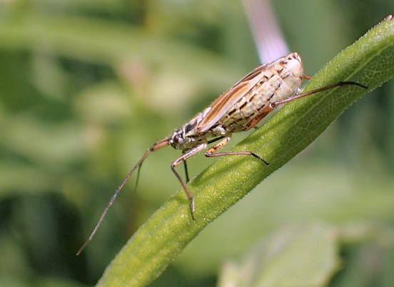 Leptopterna dolabrata (Meadow Plant Bug)