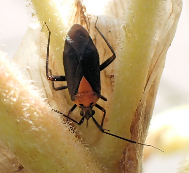 Genus Taedia