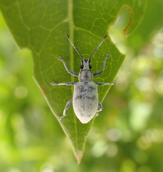 Myllocerus undecimpustulatus (Sri Lanka Weevil)