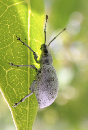 Myllocerus undecimpustulatus (Sri Lanka Weevil)