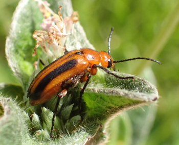 Meloidae (Blister Beetles)