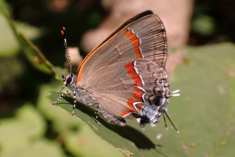 Calycopis cecrops (Red-banded Hairstreak)
