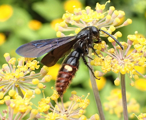 Scolia dubia (Blue-winged Wasp)